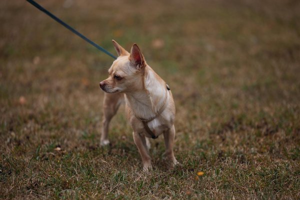 Les coûts associés à l'adoption d'un chat de race