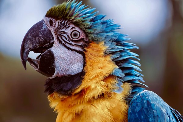 Les races de chat les plus rares du monde